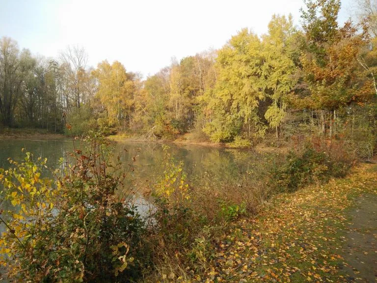 Vogelen in 't Veld