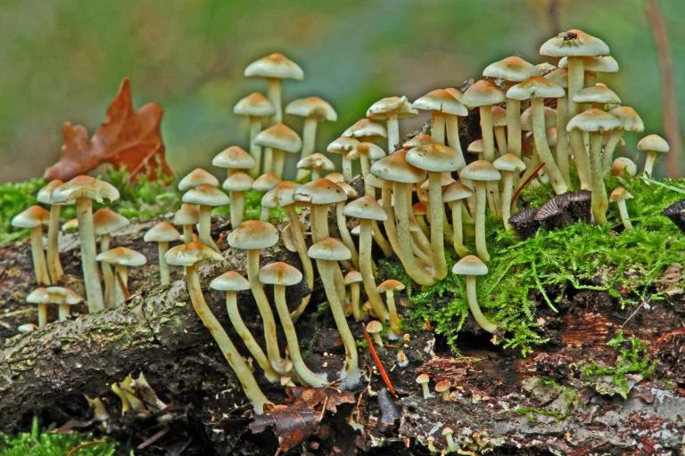 Paddenstoelenwandeling. Op zoek naar paddenstoelen op de Molenheide