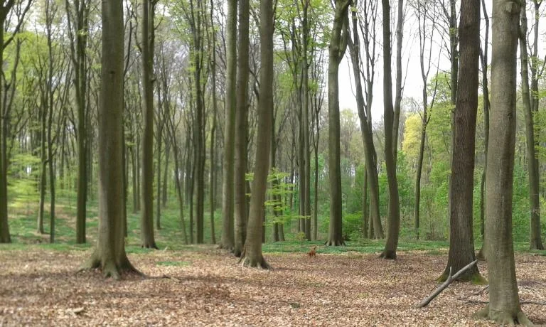 Wandeling in het Hogenbos o.l.v. Filip Fleurbaey