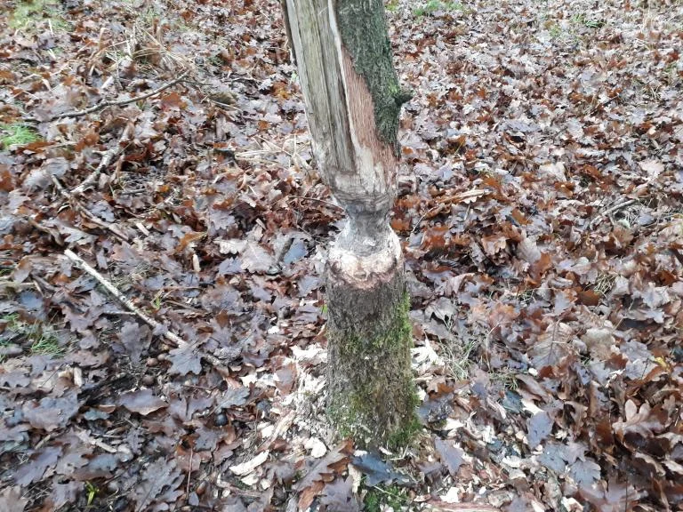 Wandeling: Opgemerkte dieren met verhalen van vroeger en nu