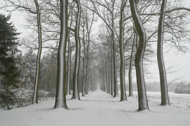 Staat de natuur écht stil?