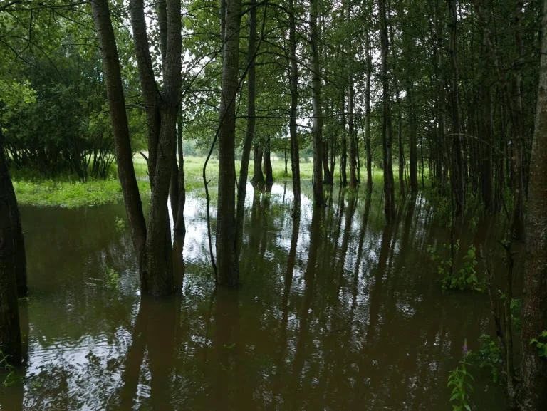 Natuurverhalenwandeling in Wijgmaalbroek