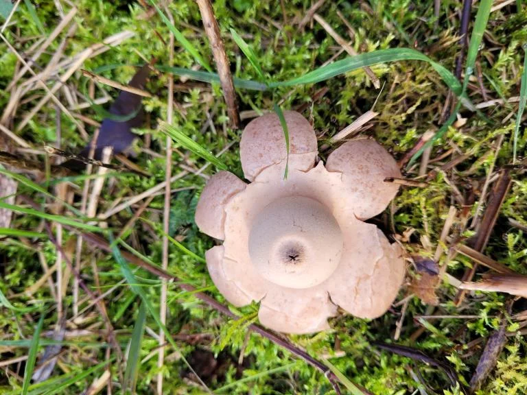 geZWAM in de Damvallei
