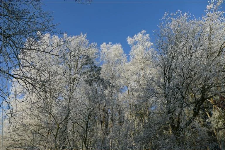 De natuur in winterrust of ... toch niet?