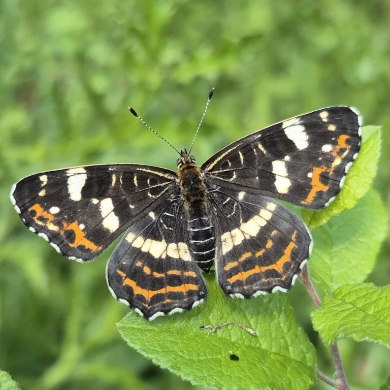 Vlinder- en andere insectendeterminatie rond Kapel Wittentak te Ronse
