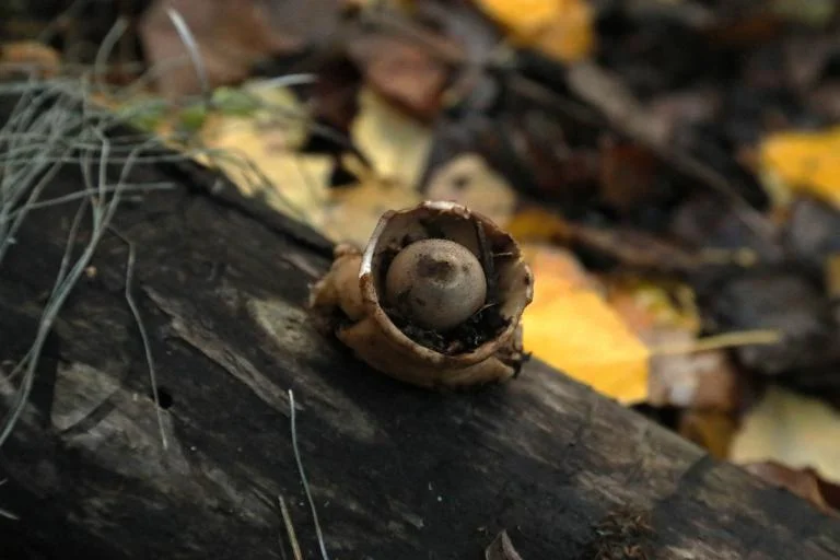 Paddenstoelwandeling-Scousele