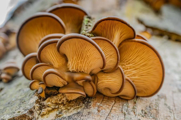 Paddenstoelenwandeling in Merkemveld-Doeveren