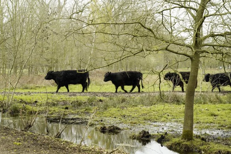 Beleef Natuur: "Frisse Neuzenwandeling"