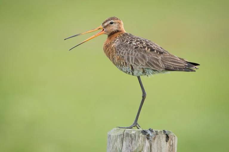 Natuurherstel in de Puidebroeken