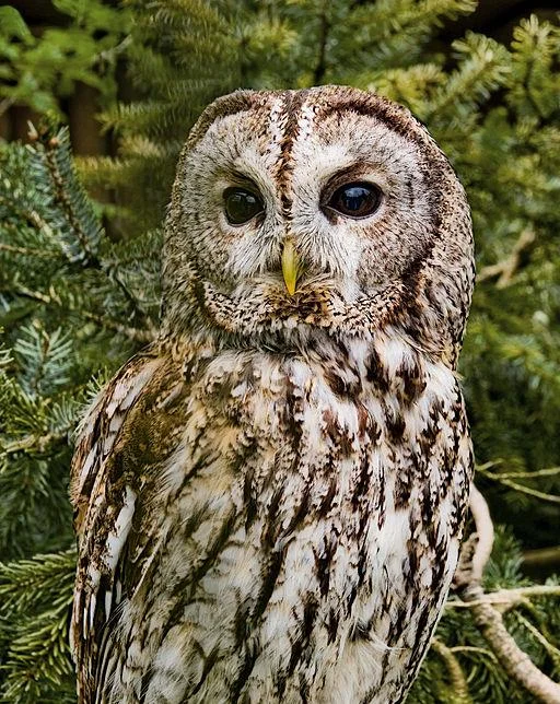 Uilen spotten in Gerhagen