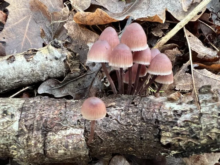 Paddenstoelenwandeling in de Heidemeersen