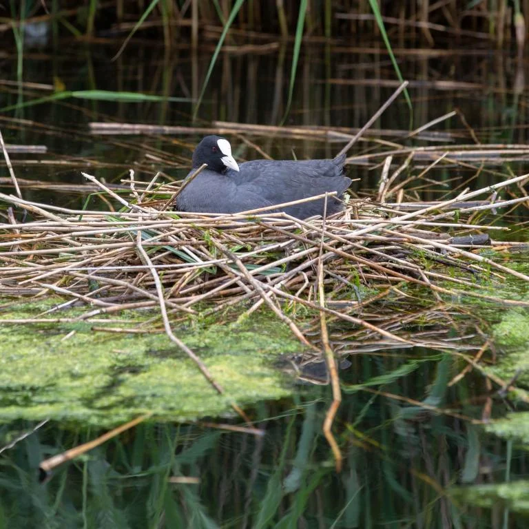 Bezoek natuurreservaat Frasnes-les-Bassins