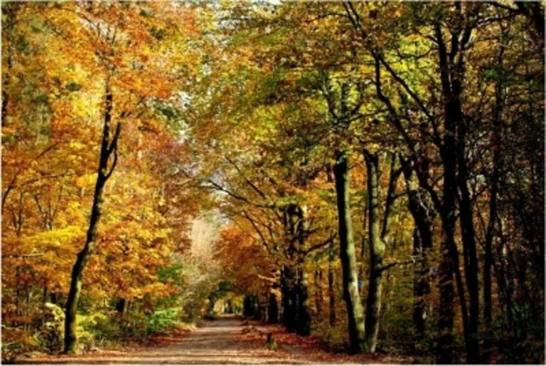 Seizoenswandeling Herfst