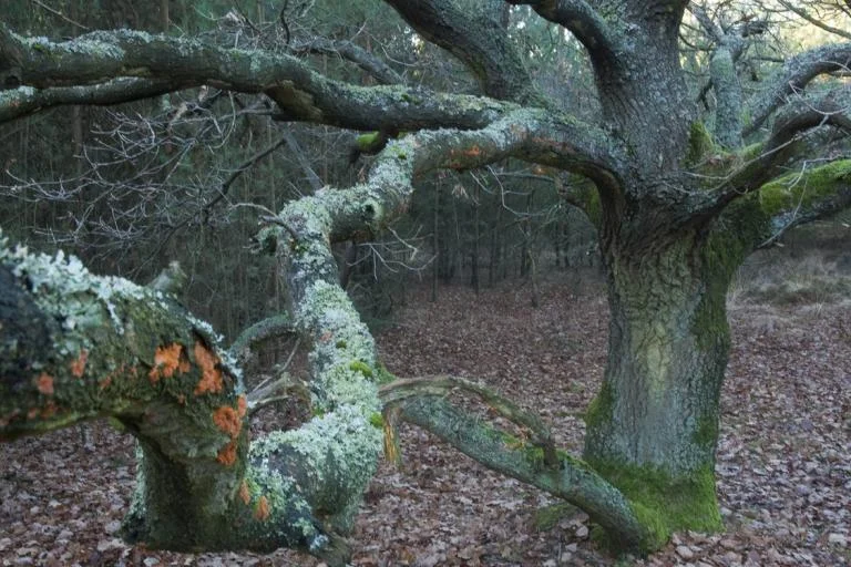 Sagen - en legendenwandeling