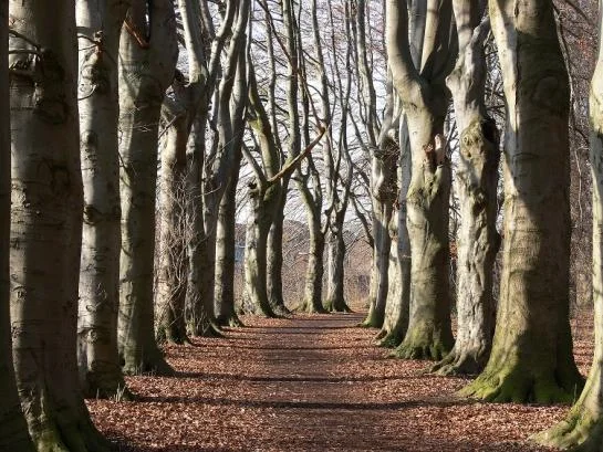 Bomen en struiken in winterkleed