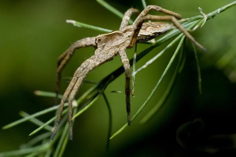 Spinnenwebben in de mist
