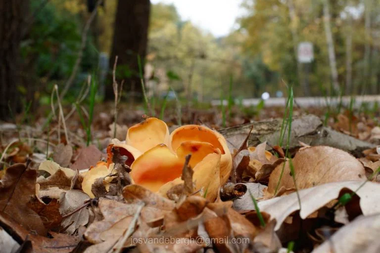 Rijm op de herfstbladeren - Natuurwandeling in de Maten
