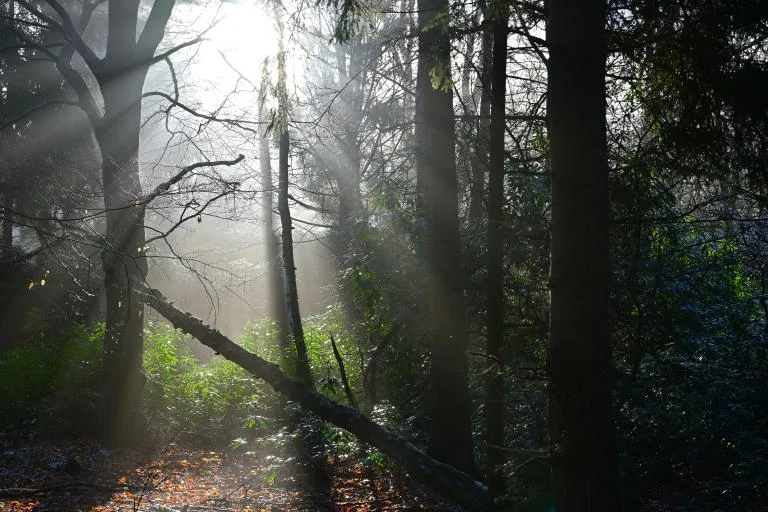 Het verborgen verhaal van bomen in drie wandelingen (verplaatst: 11 oktober!)