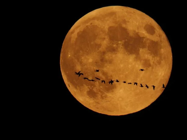 Volle maan als decor van trekvogels