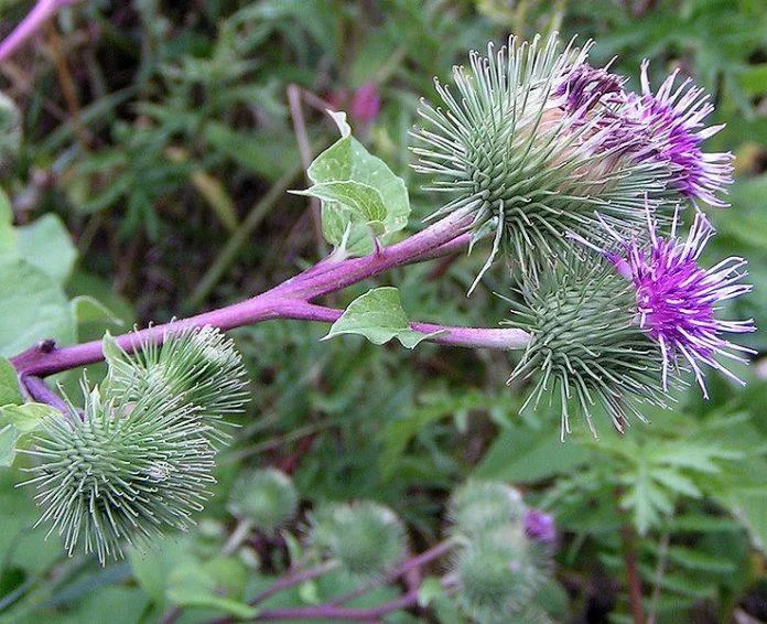 Wat de natuur ons leren kan