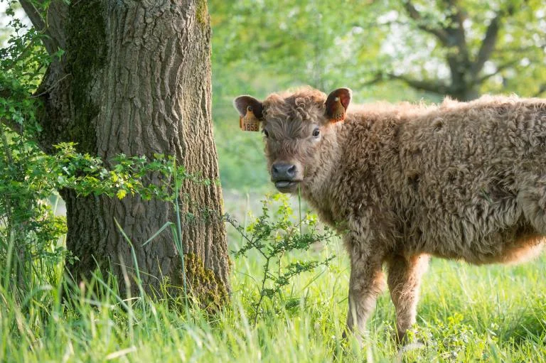 Regiocafé Natuurbeheer in de Berendries en omgeving