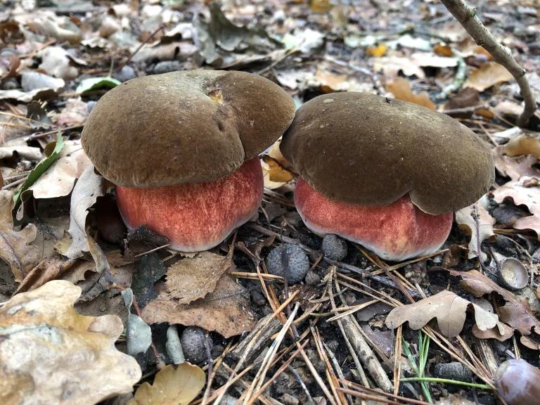 Boterbergen - Het Eikenpad - Herfstkleuren