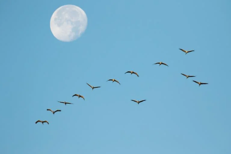 Kraanvogeltocht in de Oostkantons