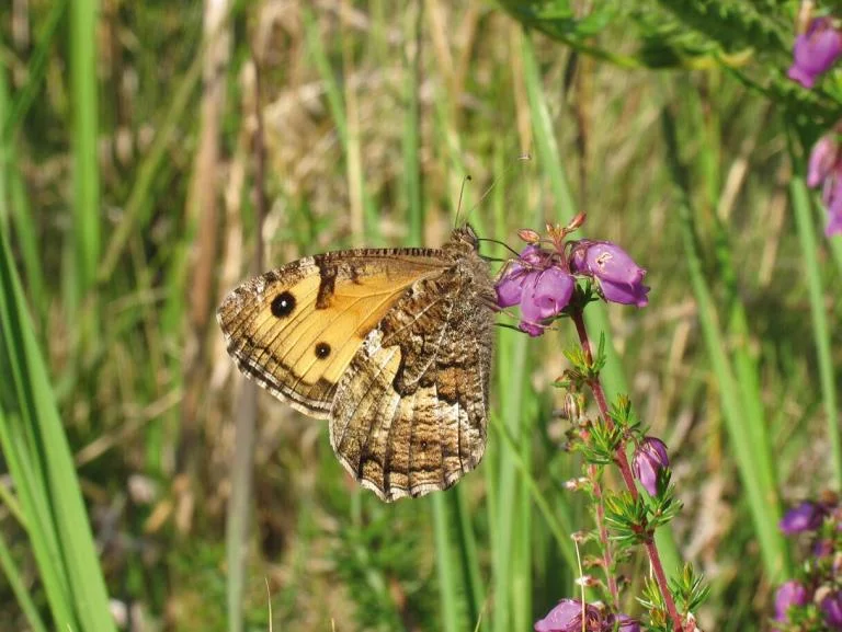 Microbiotopen in de duinen op zondag 11 oktober om 14h00