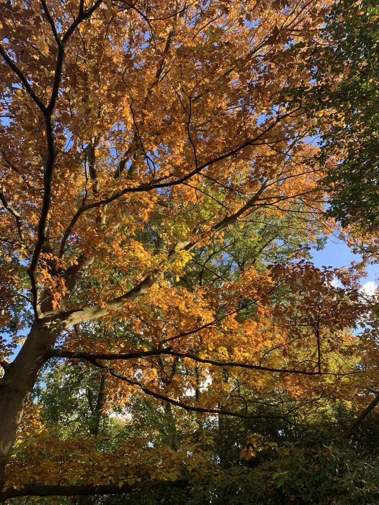 Week van het Bos – Op ontdekking tussen de bomen!