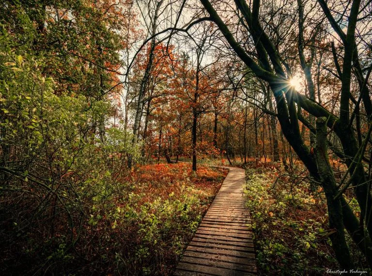 Bomen in de herfst