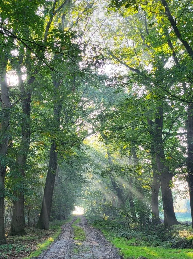 Reuzen van het bos