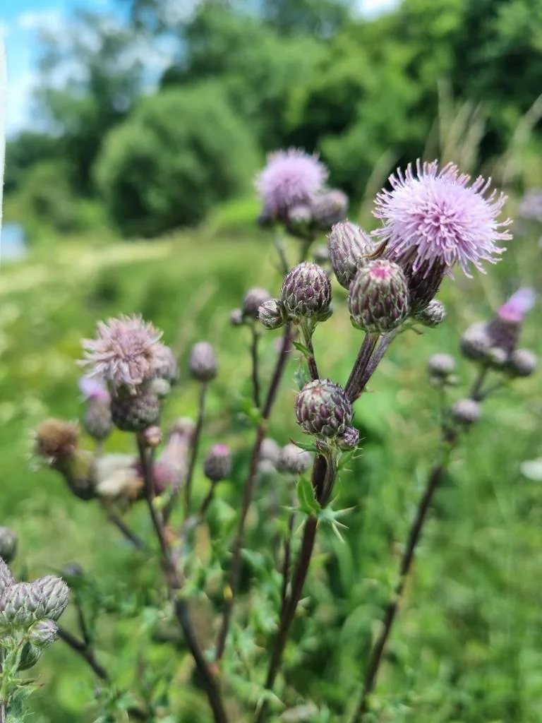 Wilde planten en hun verhaal