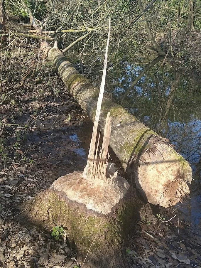 Bevers in de Damvallei