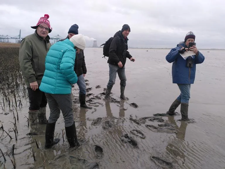 Slikken- en Schorrenwandeling