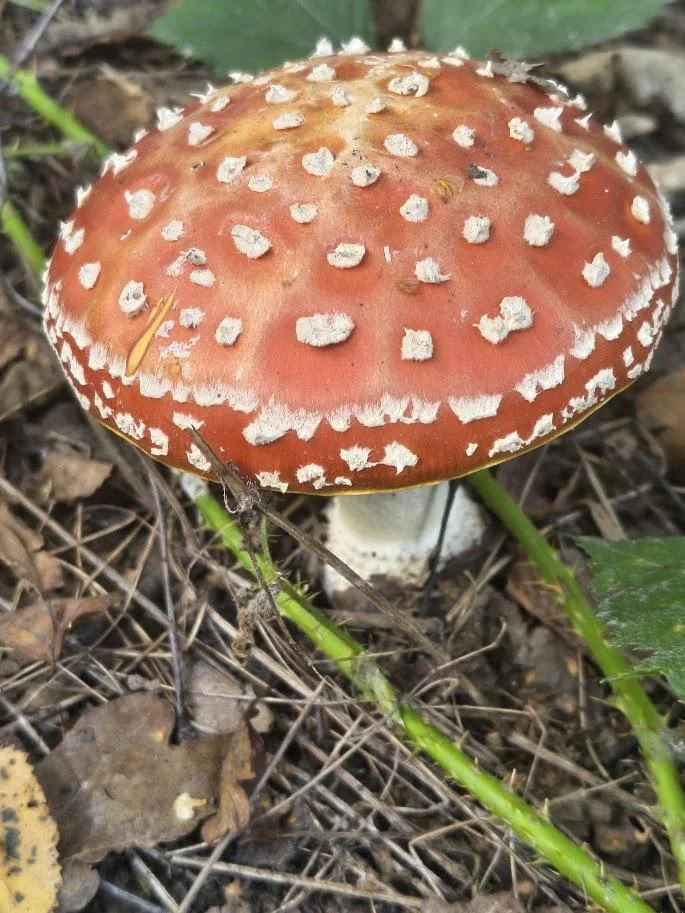 Paddenstoelenwandeling