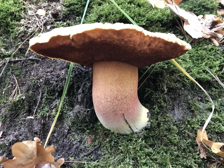 Herfst op de Withoefse Heide