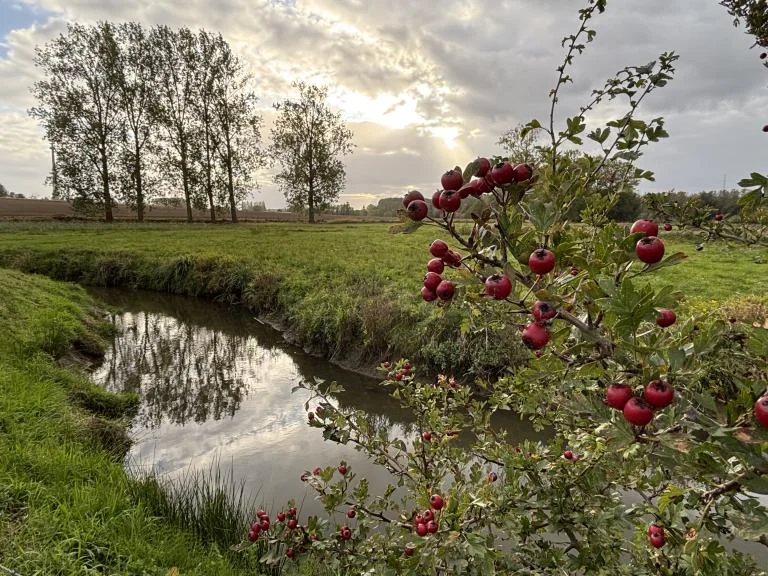 In en rond het Volsembroek (Zuunvallei)