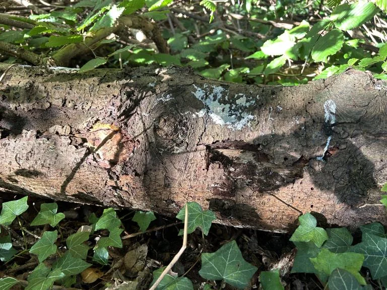 Wandeling in Dokkene: In de natuur gaat niets verloren
