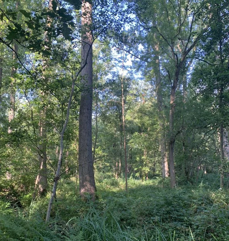 Herfstwandeling in 't Asbroek