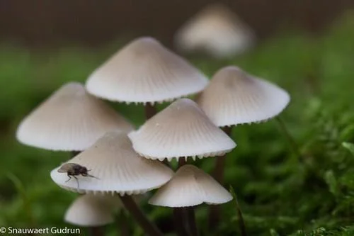 Op zoek naar paddenstoelen in het Burreken