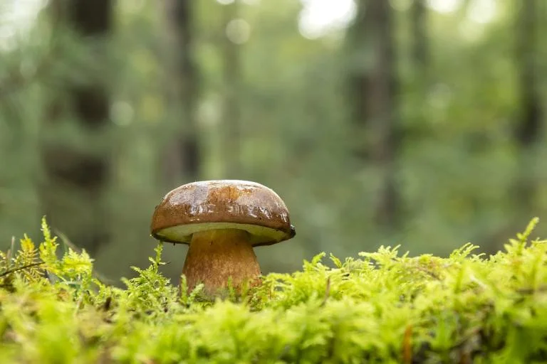 Op zoek naar Paddenstoelen in Bertembos