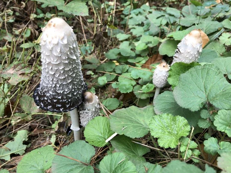 Paddenstoelen … vedetten van de herfst