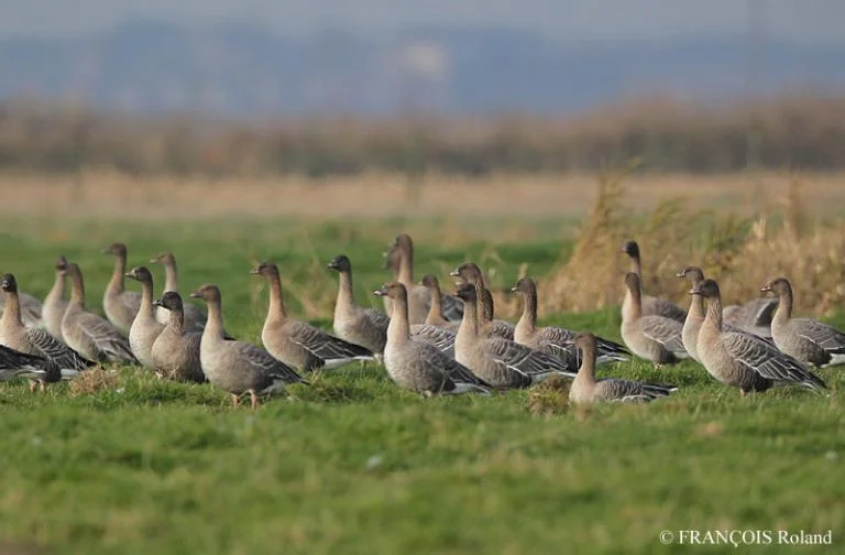 Wintergasten spotten in de Uitkerkse Polder