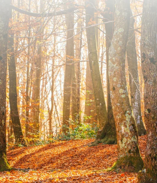 Kloempenwandeling in het Eekhoekbos!