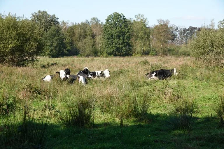 Stilte in natuur en woorden