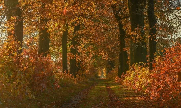 Herfstwandeling in Wortel-Kolonie
