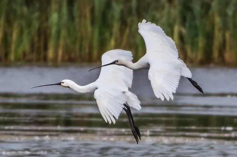 Vogels kijken op het Noordelijk eiland