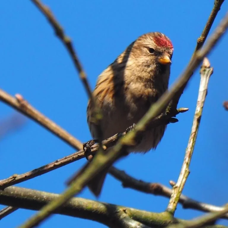 Vogels kijken voor iedereen