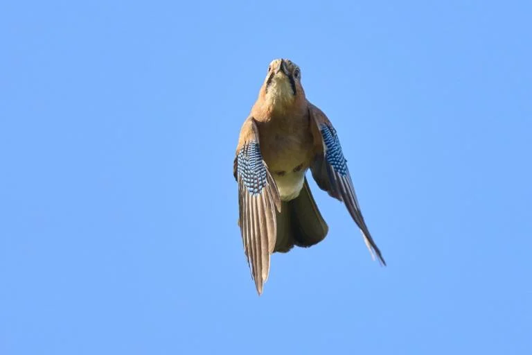 Vogels kijken voor iedereen (Noordelijk eiland)
