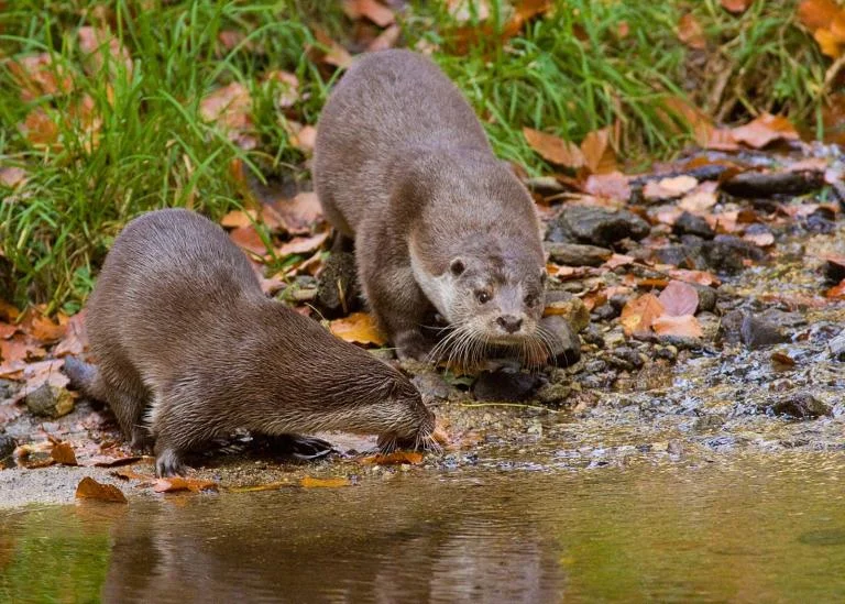 Bever-versus-otter-wandeling in de Rosdambeekvallei